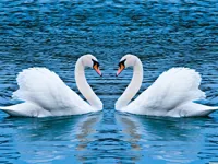 Swans Slide image